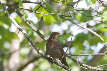Blackbird perched on a branch.