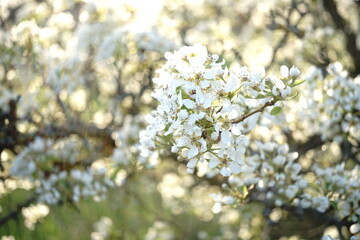 blooming white flowers on the tree