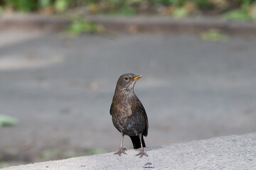 Blackbird standing on a kerbside in Lymm Village.