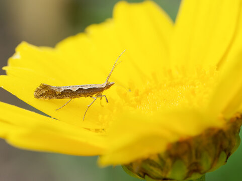 Papillon Plutella xylostella sur plante &ndash; pollinisation en cours