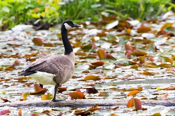canada goose