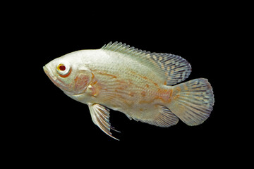 アストロノータス  アルビノ・オスカー　幼魚　黒バック