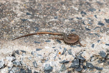 A Common wall lizard (Podarcis muralis) coiled like a snake on sun warmed concrete.