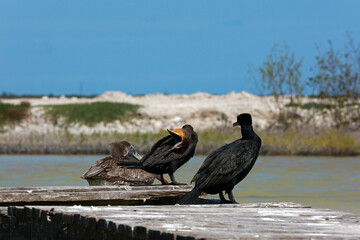 Brown pelican and Double-crested cormorant in Rio Lagartos Biosphere Reserve, Yucatan, Mexico