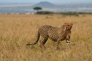 Cheetah - Acinonyx jubatus stuffed large cat in the savannah, native to Africa and central Iran, fastest land animal, male after the succesful hunt leaving the prey in Masai Mara