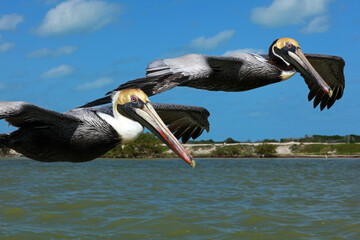 Brown pelican in flight, Rio Lagartos Biosphere Reserve, Yucatan, Mexico