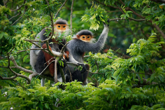 Red-shanked douc langur - Pygathrix nemaeus pair or two colorful arboreal and diurnal Old World monkey endemic to Laos, Vietnam and Cambodia, native to Indochina