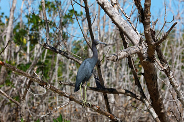 Little blue heron in Rio Lagartos Biosphere Reserve, Yucatan, Mexico