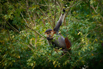 Red-shanked douc langur - Pygathrix nemaeus portrait of arboreal and diurnal Old World monkey endemic to Laos, Vietnam and Cambodia, folivorous and consume mainly Acacia, Ficus