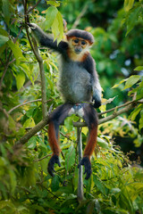 Red-shanked douc langur - Pygathrix nemaeus portrait of arboreal and diurnal Old World monkey endemic to Laos, Vietnam and Cambodia, folivorous and consume mainly Acacia, Ficus