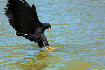 Common black hawk in Rio Lagartos Biosphere Reserve, Yucatan, Mexico