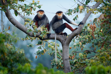 Red-shanked douc langur - Pygathrix nemaeus pair or two colorful arboreal and diurnal Old World monkey endemic to Laos, Vietnam and Cambodia, native to Indochina