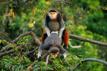 Red-shanked douc langur - Pygathrix nemaeus pair or two colorful arboreal and diurnal Old World...