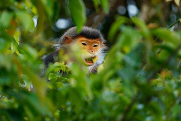 Red-shanked douc langur - Pygathrix nemaeus portrait of arboreal and diurnal Old World monkey endemic to Laos, Vietnam and Cambodia, folivorous and consume mainly Acacia, Ficus