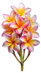 Fototapeta premium Beautiful Plumeria Blossom Arrangement Isolated on White Background Showing Vibrant Colors