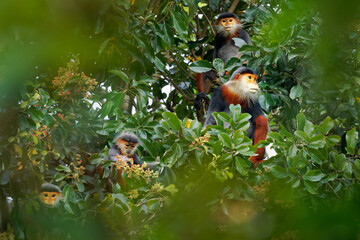 Red-shanked douc langur - Pygathrix nemaeus family of arboreal and diurnal folivorous Old World monkey endemic to Laos, Vietnam and Cambodia, native to Indochina