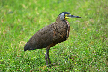 Fototapeta premium Bare-throated tiger heron in Rio Lagartos Biosphere Reserve, Yucatan, Mexico