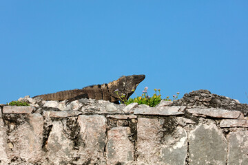 Iguana lizard in Tulum complex, Yucatan, Mexico