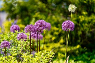 Obraz premium Bed of Purple and White Allium - Star of Persia