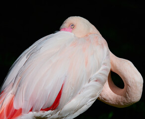 Close-up of a pink flamingo grooming its feathers in natural daylight. The bird's curved neck and...