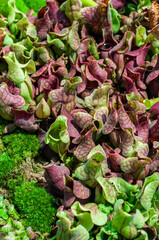 Unique insect-eating plants in dense greenery. Excellent for eco blogs, wildlife education content, or environmental awareness visuals. Carnivorous plant cluster with vivid green red traps. 
