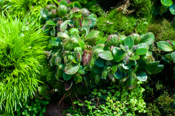 Unusual carnivorous plant cluster with vivid green traps. Great for organic product labels, botanical posters, or exotic packaging designs.