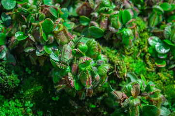 Macro view of carnivorous plant group growing in moss. Perfect for nature-themed decor, puzzles, stationery, or scientific merchandise.