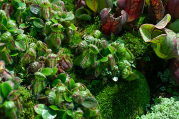 Cephalotus plant in natural mossy habitat. Suitable for field guides, plant encyclopedias, or nature-focused editorials.