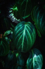 Detailed foliage of Peperomia, ideal for nature-themed posters, canvas prints, and home decor designs.