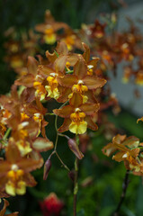 Detailed view of Wilsonara orchid, perfect for florists, plant shops, and e-commerce platforms seeking high-quality floral imagery. Ideal for garden centres and horticultural publications.