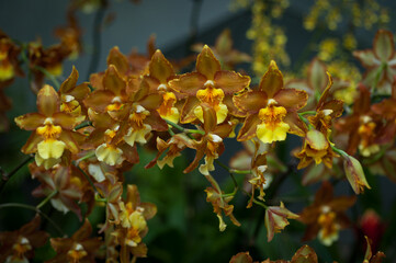 Detailed view of Wilsonara orchid, perfect for florists, plant shops, and e-commerce platforms seeking high-quality floral imagery. Ideal for garden centres and horticultural publications.