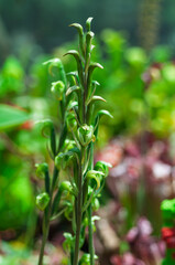 Close-up of Sarcoglottis orchid flower spike in natural habitat. Great for science books, botany presentations, or educational posters.