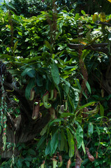 Carnivorous Nepenthes in jungle light, great for eco branding, sustainability campaigns, or botanical documentaries. Suitable for online gardening shops, nurseries, or exotic plant care guides.