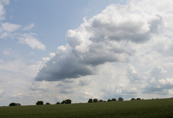 Fototapeta premium A large grassy field with trees and clouds in the background