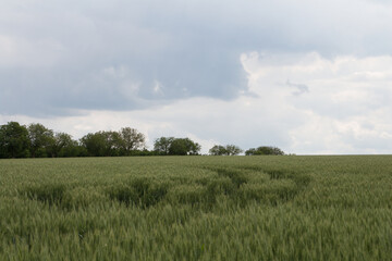 Fototapeta premium A grassy field with trees and a cloudy sky