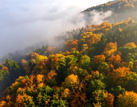 Autumn forest shrouded in mist (1)