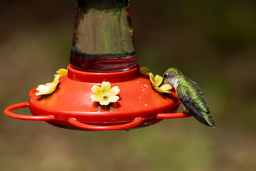 hummingbird feeding at a nectar feeder