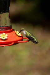 Ruby Throated Hummingbird feeding 