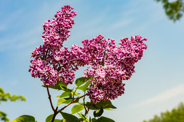 Blooming lilac flowers in spring