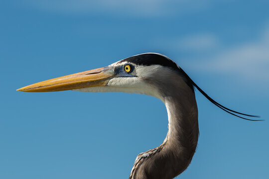 Great Ble Heron portrait