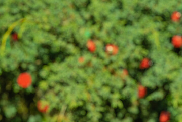 Defocused natural green with red background. Abstract background.