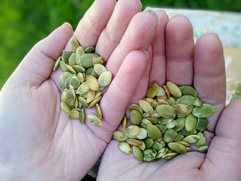 Natural and imperfect raw pumpkin seeds held in two cupped hands