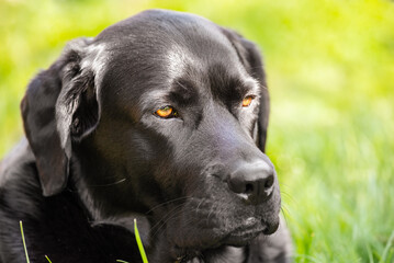 Portrait of a Labrador Retriever dog on a natural blurred background.