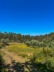Fototapeta premium Olive grove with yellow wildflowers and forest landscape