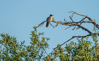 European Crialo (Clamator glandarius) photographed in Spain