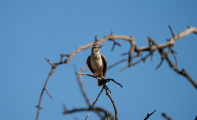 Common Lark (Galerida cristata) photographed in Spain