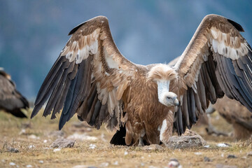 Griffon vulture (Gyps fulvus) photographed in Spain