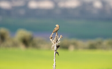 Corn Bunting (Emberiza calandra) photographed in Spain