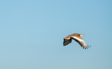 Eurasian Great Bustard (Otis tarda) photographed in Spain