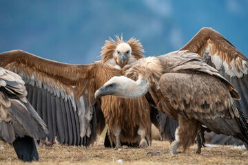 Griffon vulture (Gyps fulvus) photographed in Spain